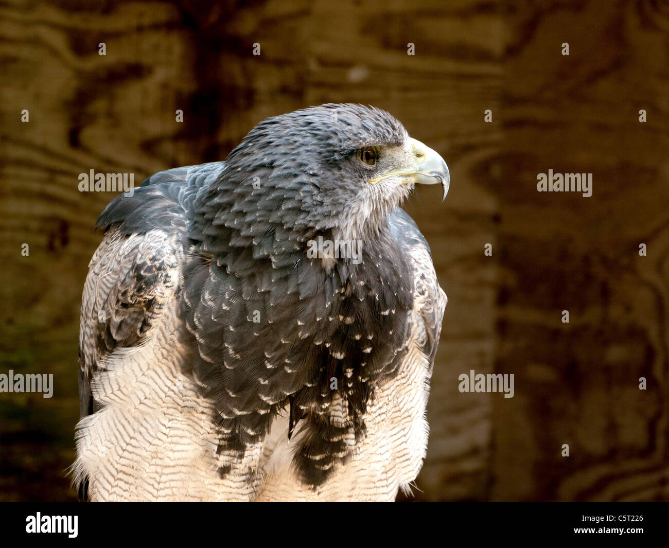 Bateluer Adler im Zentrum Falknerei, Morton-in-Marsh, Großbritannien Stockfoto