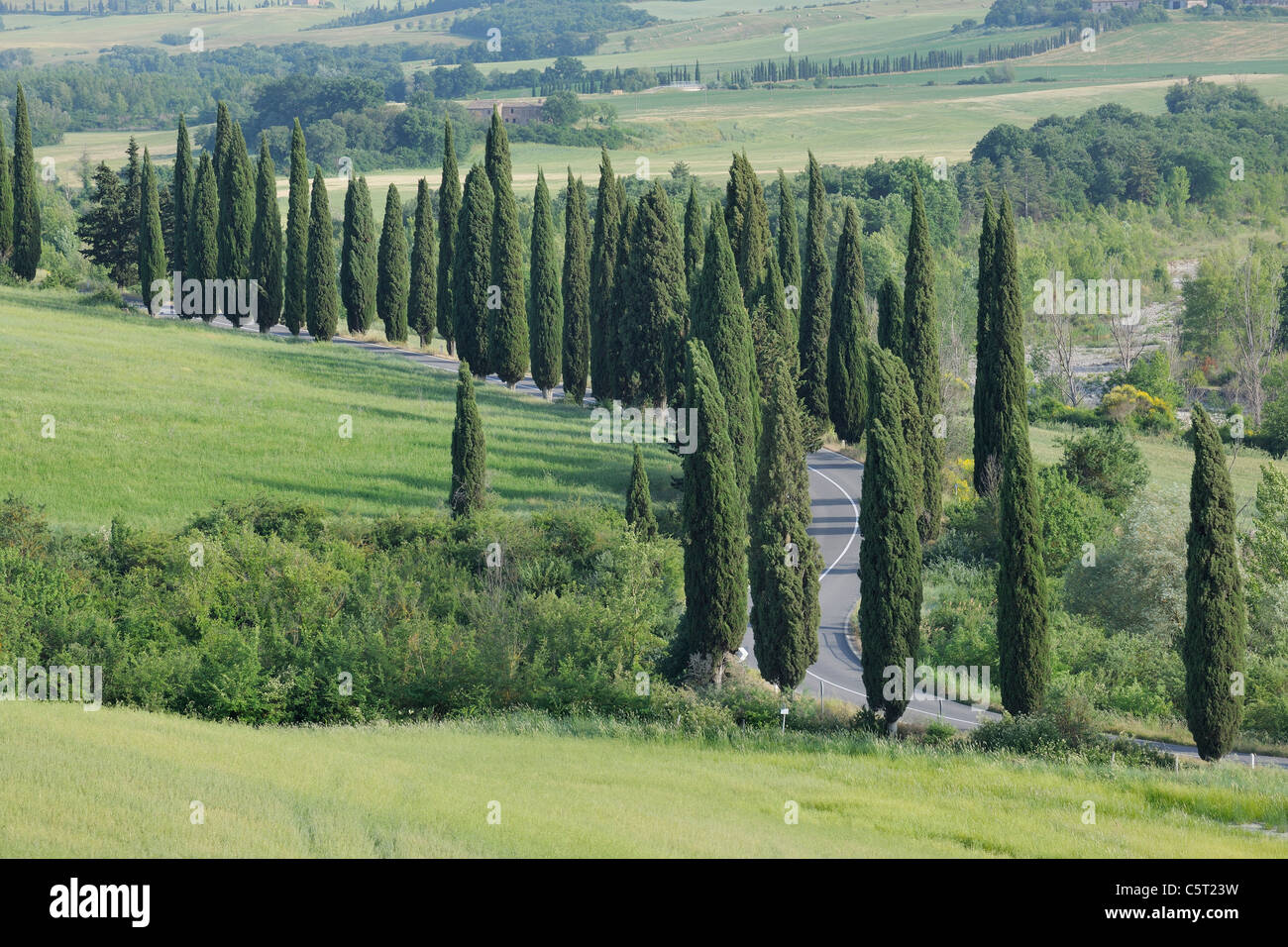 Italien, Toskana, Provinz Siena, Val d ' Orcia, Blick auf kurvenreichen Straße, gesäumt von Zypressen Stockfoto