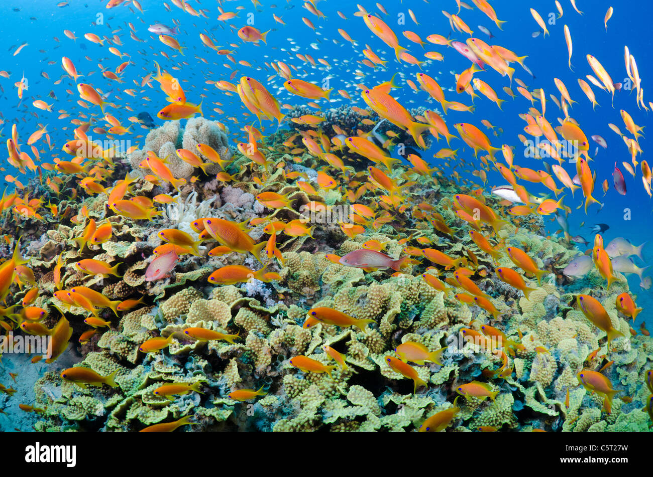Salat, die Korallen mit Tausenden von Anthias, Nuweiba, Rotes Meer, Sinai, Ägypten Stockfoto