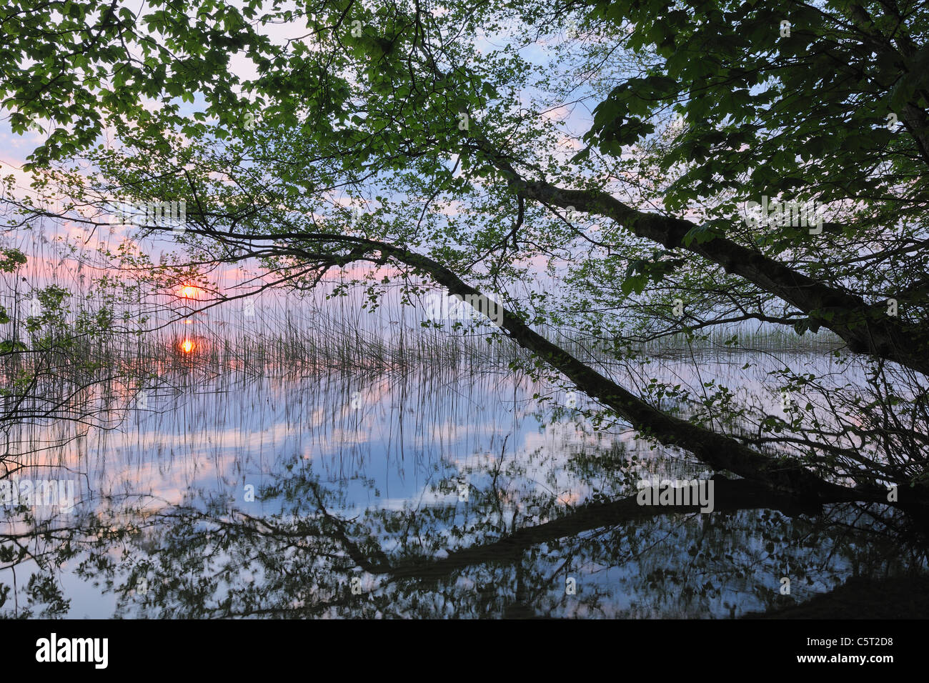 Deutschland, Mecklenburg-Vorpommern, Mecklenburger Seenplatte, Plau am See, Blick auf Sonnenaufgang mit Schilf und Bäumen am Seeufer Stockfoto