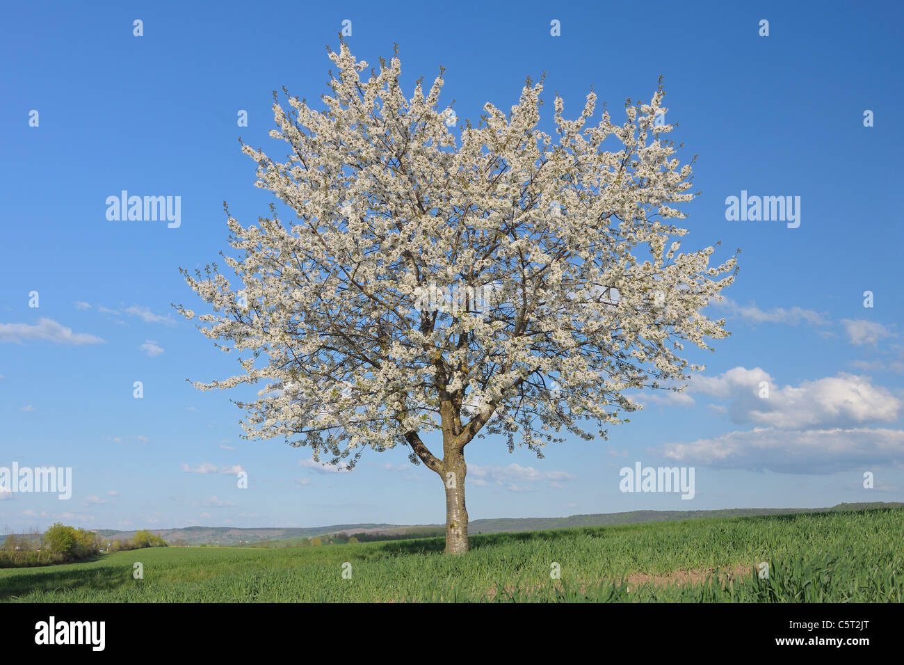 Europa, Deutschland, Bayern, Franken, Blick auf einzelne Kirsche Baum Blüte im Feld Stockfoto