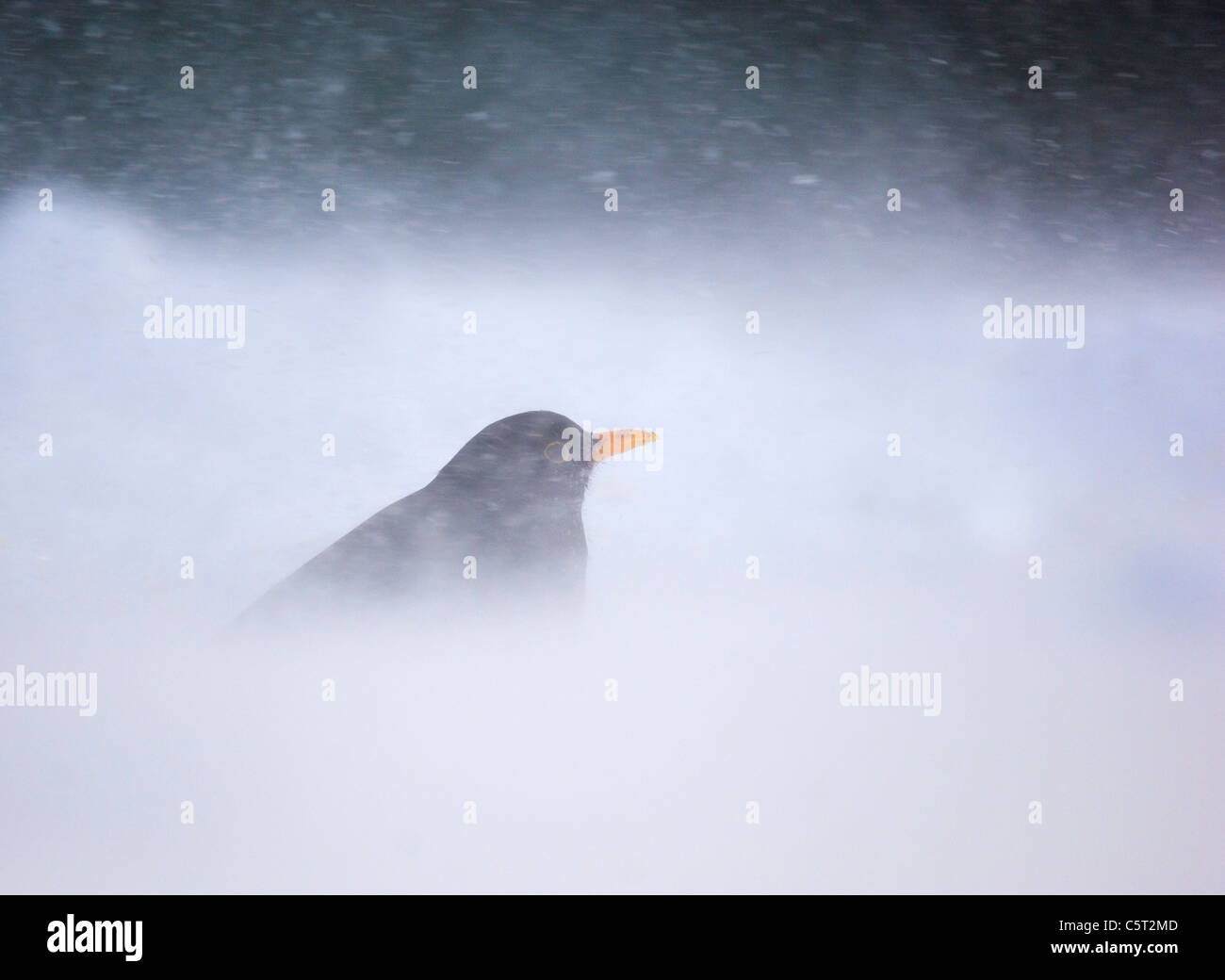 AMSEL Turdus Merula ein erwachsener Mann ist mit Schnee bedeckt, wie ein starker Wind lockeren Schnee über den Boden weht.  Mid Wales, UK Stockfoto