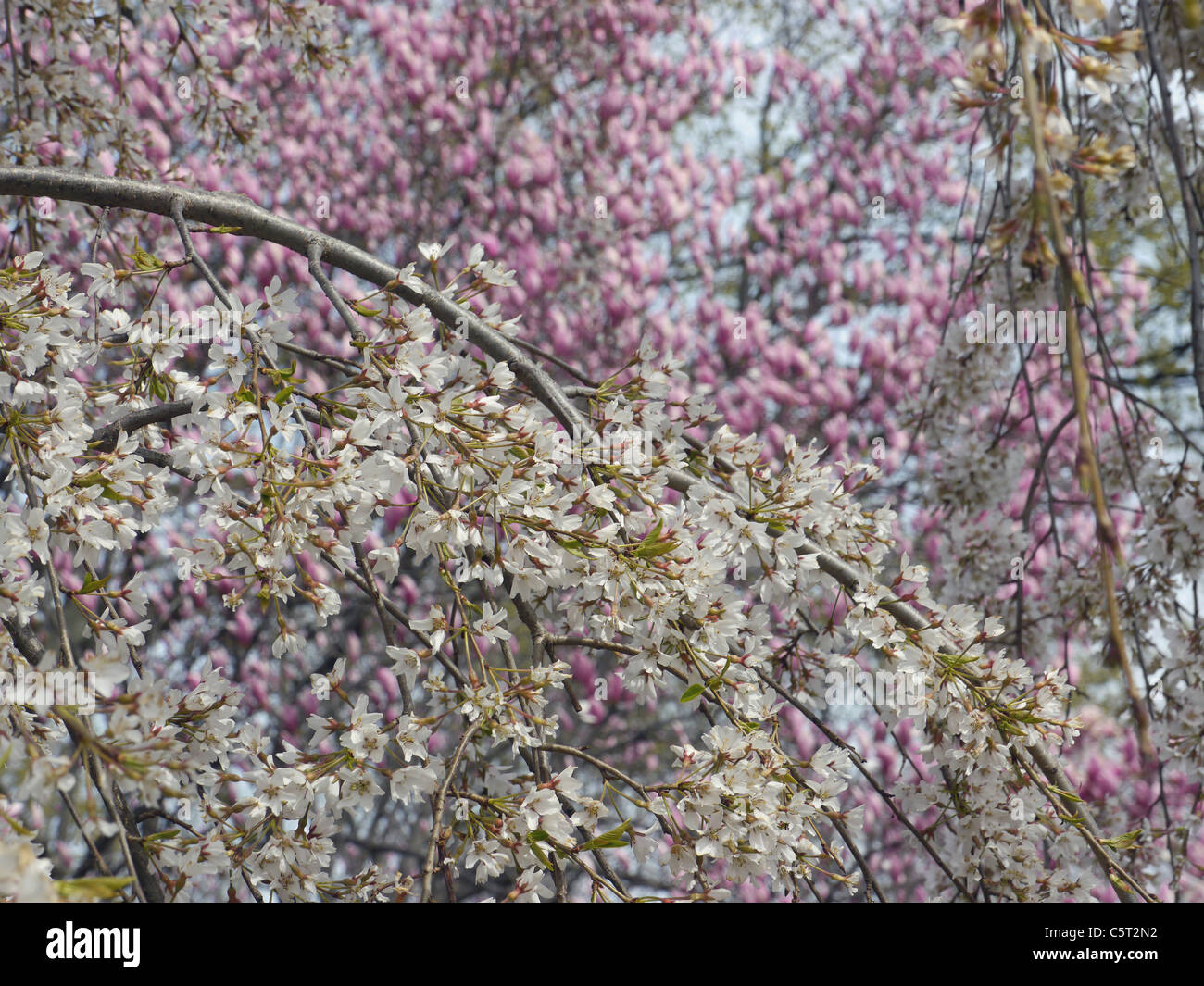 USA, Washington DC, Nahaufnahme von blühenden Kirschbaum Stockfoto