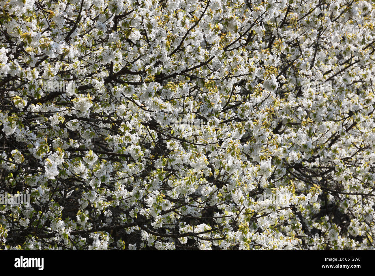 Deutschland, Bayern, Franken, Oberfranken, Blick auf Blüten von Sweet Cherry tree Stockfoto