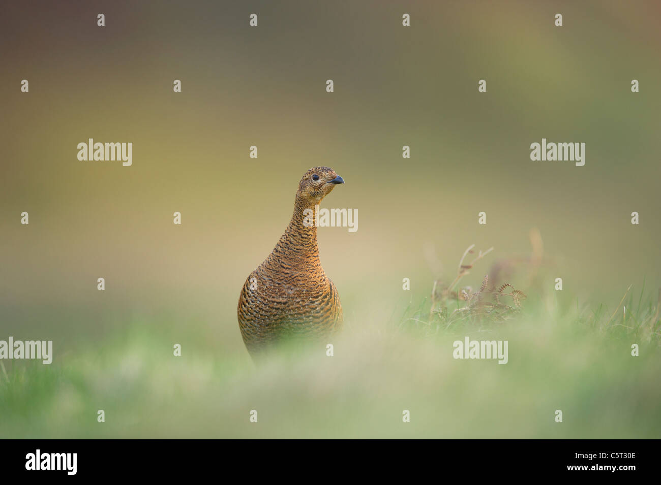 Black Grouse at Tetrix Porträt einer Warnung Erwachsenfrau auf offenen Moorlandschaften in der Morgendämmerung.  Schottland, Großbritannien Stockfoto