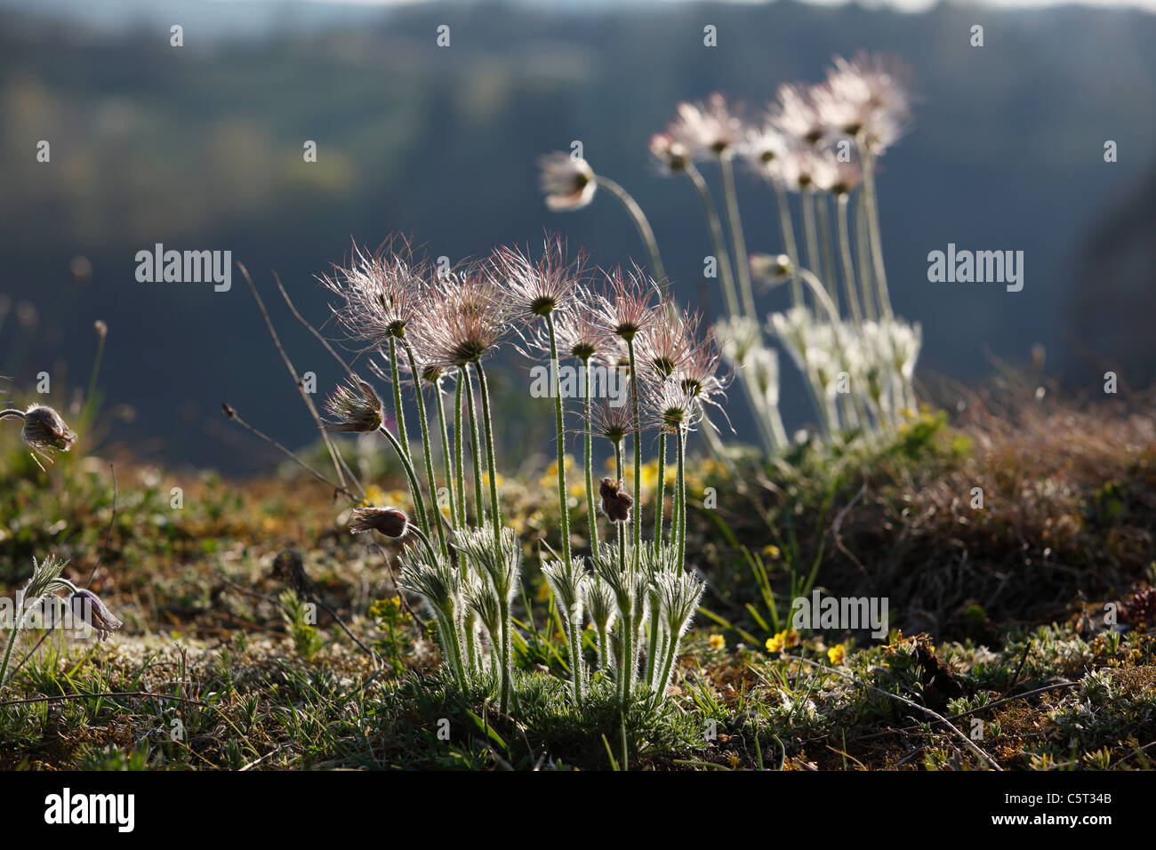 Deutschland, Bayern, Franken, Pottenstein, Nahaufnahme von Pasque Blume Samen Stockfoto