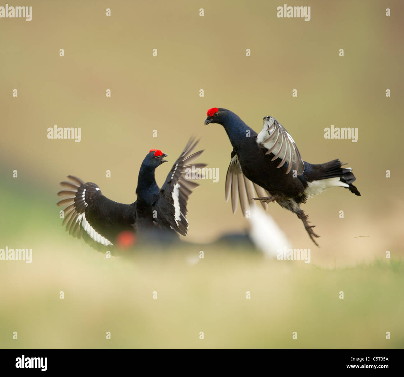 Birkhuhn at Tetrix A paar Männchen kämpfen auf einer abgelegenen Moor in der Morgendämmerung. Schottland, Großbritannien Stockfoto