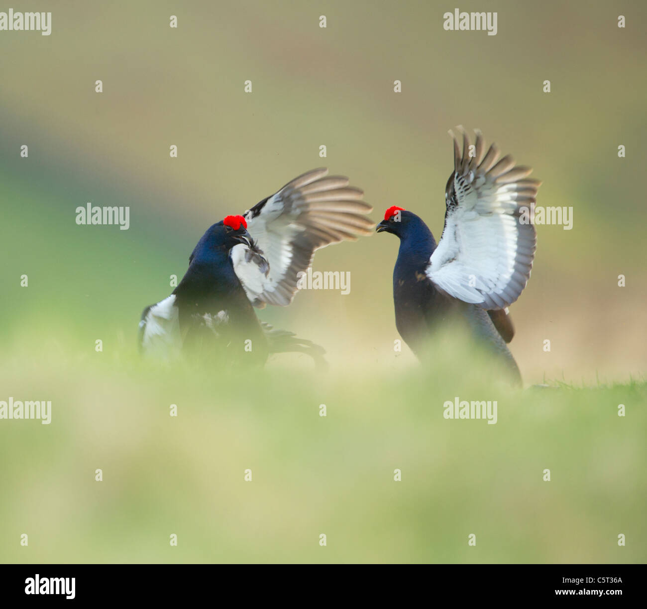 Birkhuhn at Tetrix A paar Männchen kämpfen auf einer abgelegenen Moor in der Morgendämmerung.  Schottland, Großbritannien Stockfoto