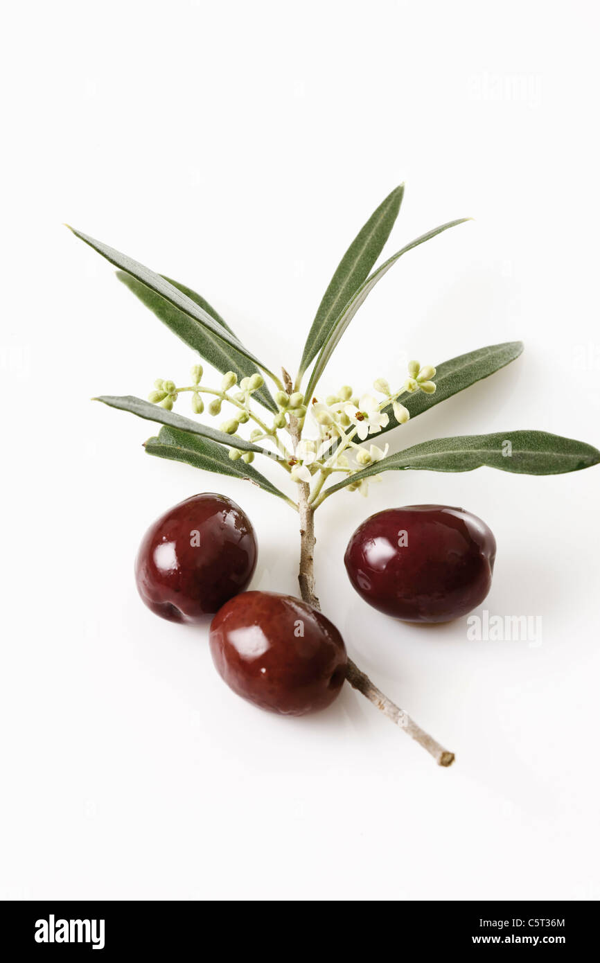 Olive Blüten (Olea Europaea) und Oliven, erhöhten Blick Stockfoto