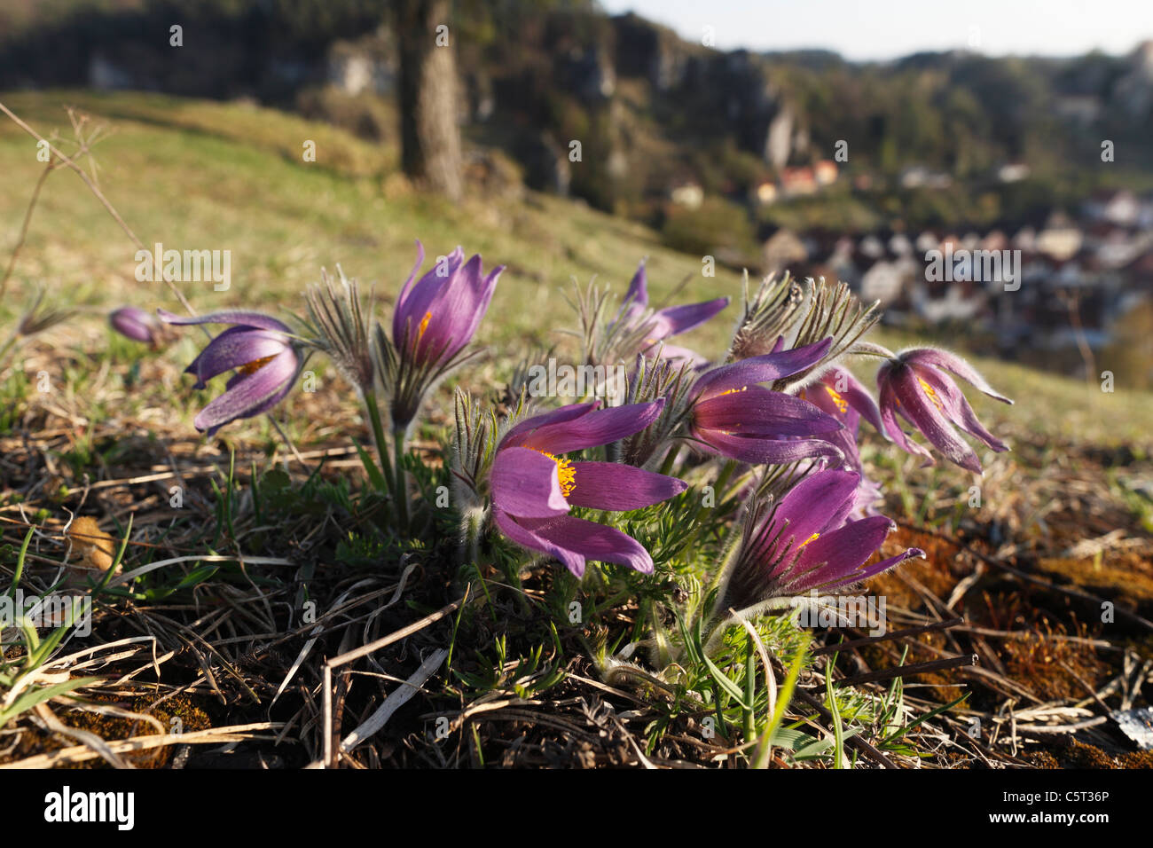 Deutschland, Bayern, Franken, Pottenstein, Nahaufnahme von Pasque Blume Pflanze Stockfoto