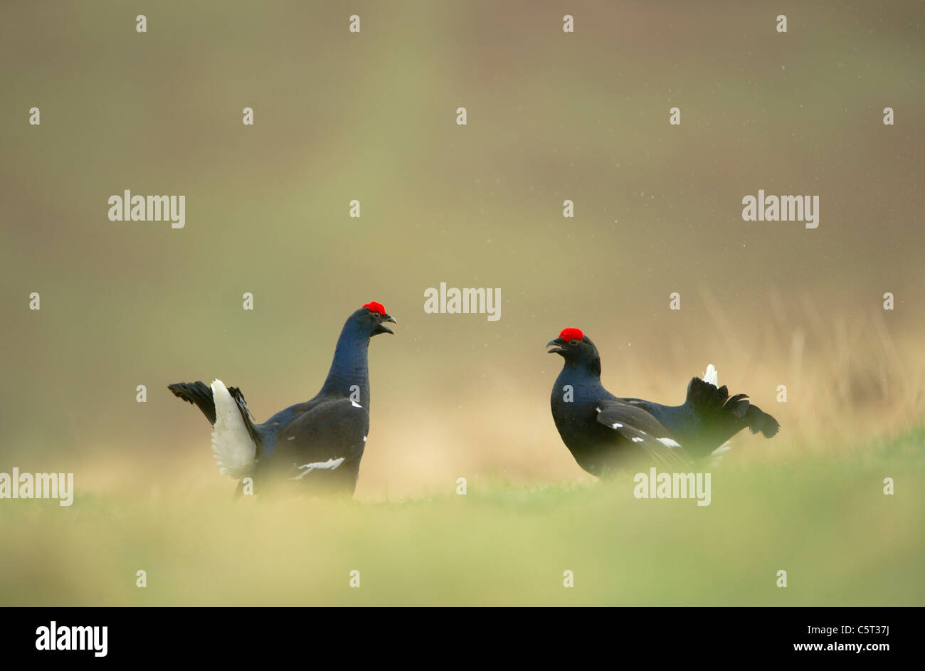Birkhuhn at Tetrix A paar von Erwachsenen Männern vorbereiten, über Gebiet auf einer abgelegenen Moor in der Morgendämmerung zu kämpfen.  Schottland, Großbritannien Stockfoto
