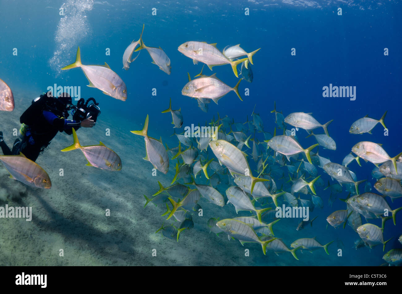 Schule von Jack Fisch oder Makrelen, Nuweiba, Rotes Meer, Sinai, Ägypten Stockfoto