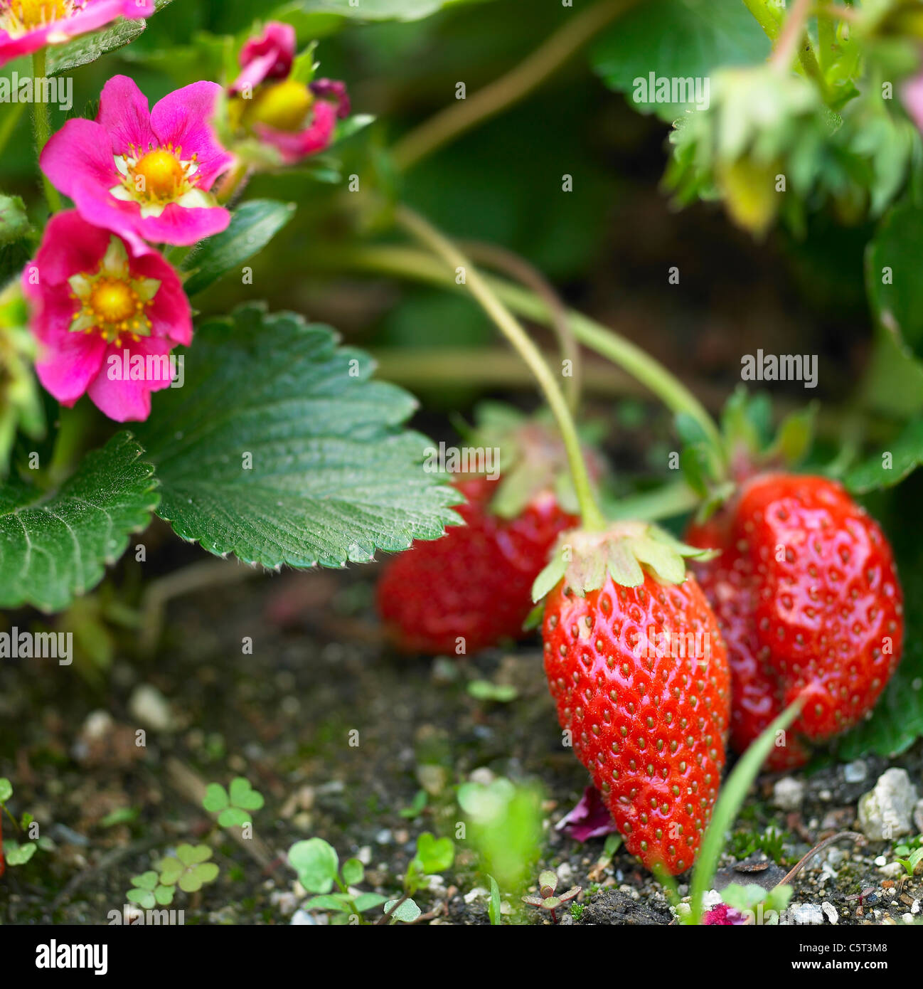 Erdbeeren Stockfoto