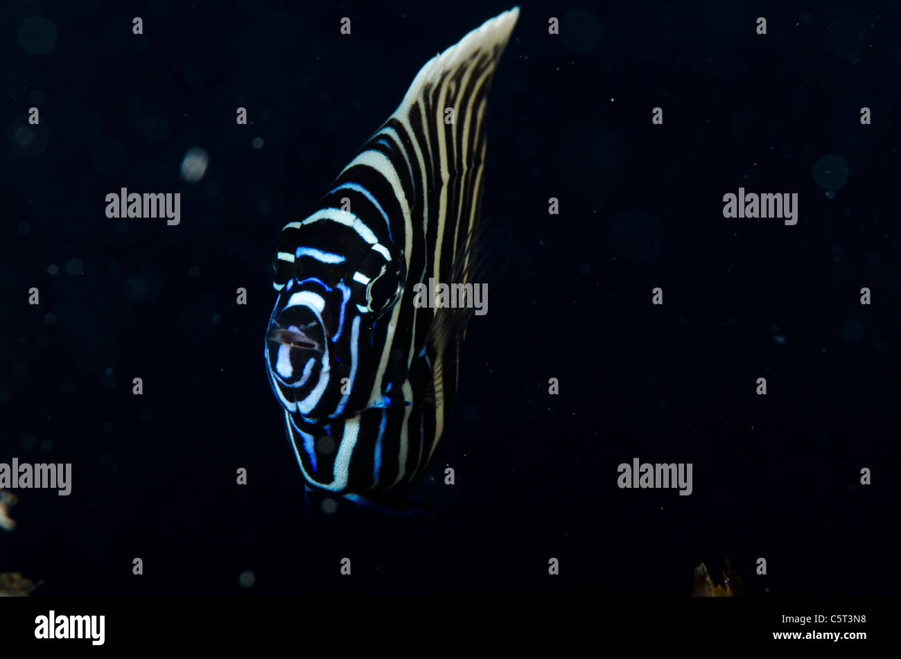 Juvenile Kaiser Angelfish, Nuweiba, Rotes Meer, Sinai, Ägypten Stockfoto