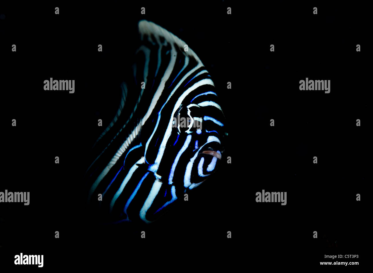 Juvenile Kaiser Angelfish, Nuweiba, Rotes Meer, Sinai, Ägypten Stockfoto