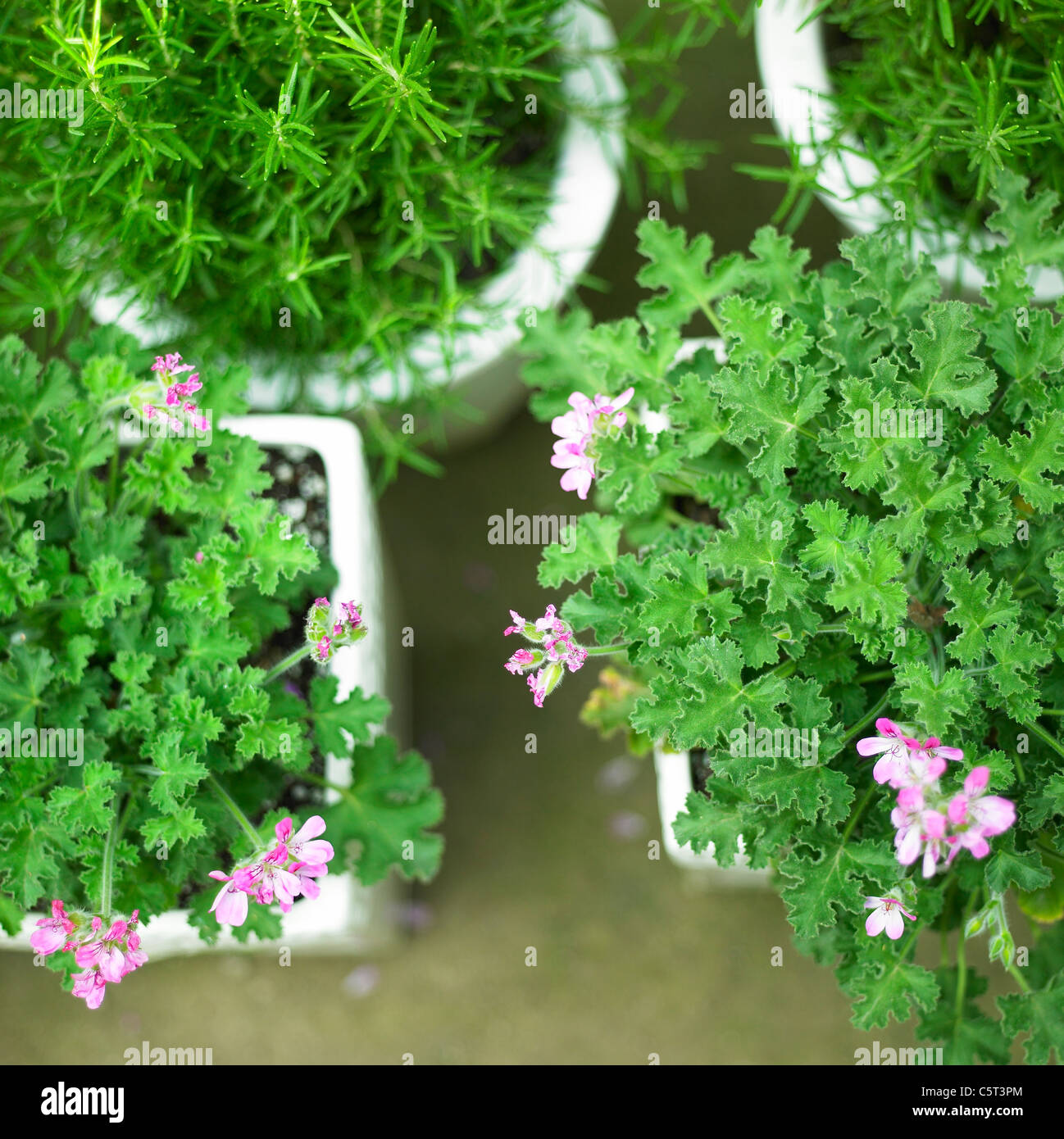 Verschiedene Pflanzen in Blumentöpfe Stockfoto