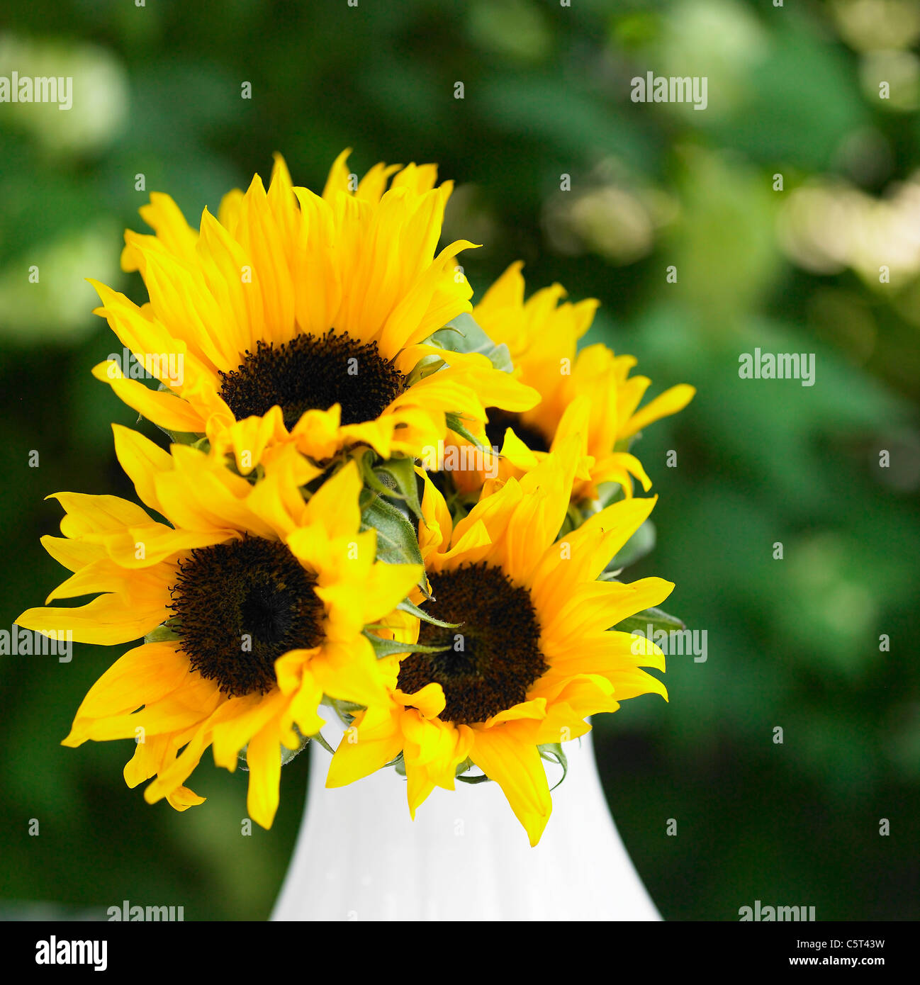 Sonnenblumen in einer vase Stockfoto