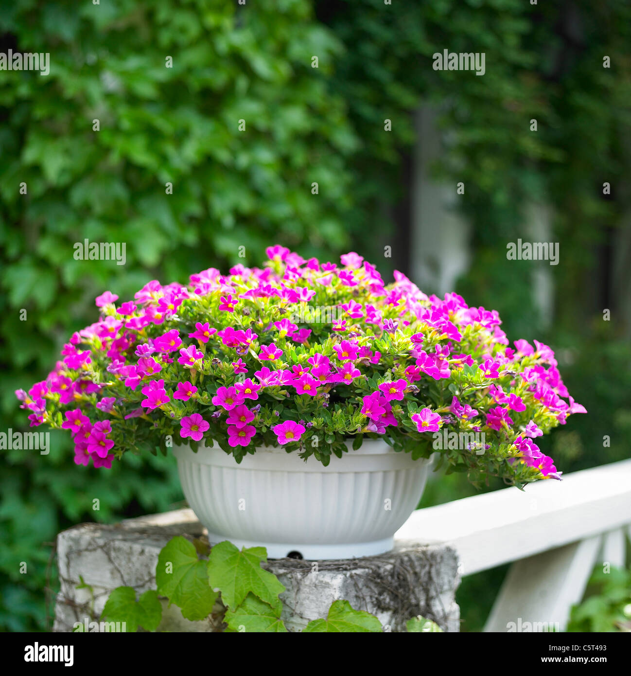 Blumentopf in einem Garten Stockfoto