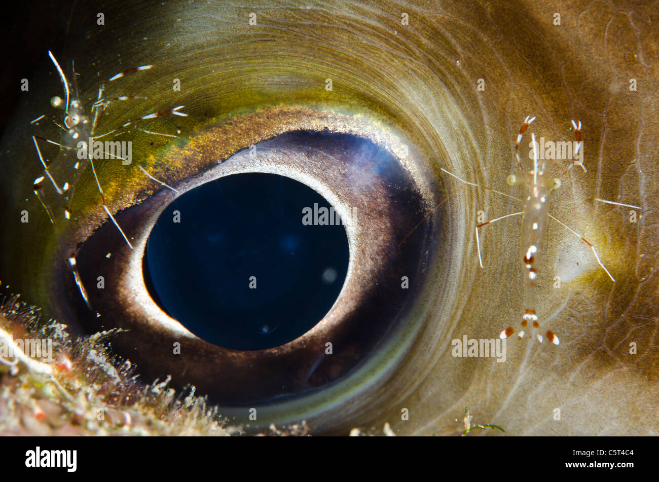 Kugelfisch Beeing gereinigt von Putzergarnelen, Nuweiba, Sinai, Rotes Meer, Ägypten Stockfoto