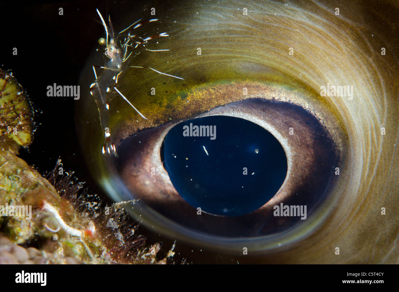 Kugelfisch Beeing gereinigt von Putzergarnelen, Nuweiba, Sinai, Rotes Meer, Ägypten Stockfoto