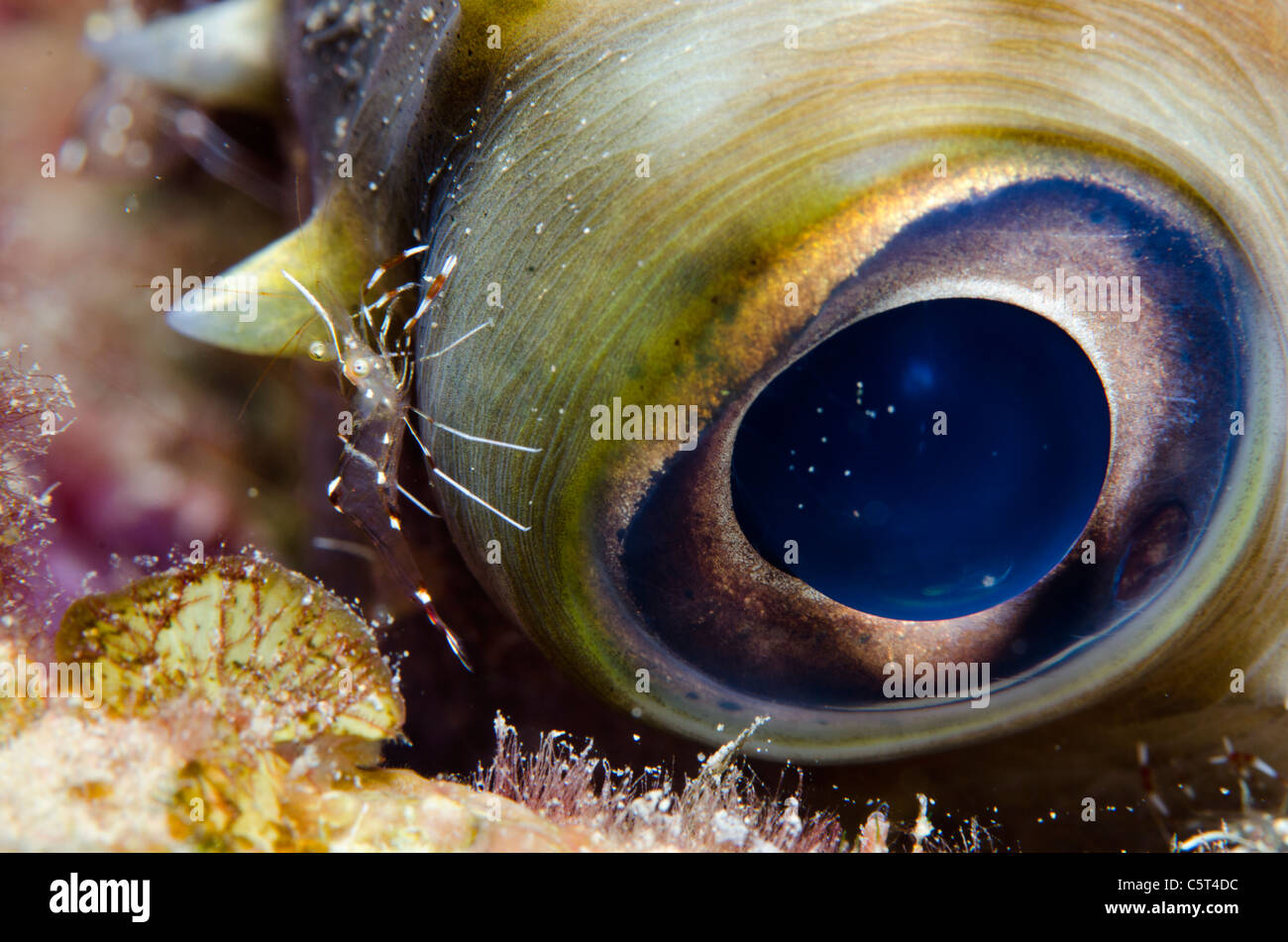 Kugelfisch Beeing gereinigt von Putzergarnelen, Nuweiba, Sinai, Rotes Meer, Ägypten Stockfoto