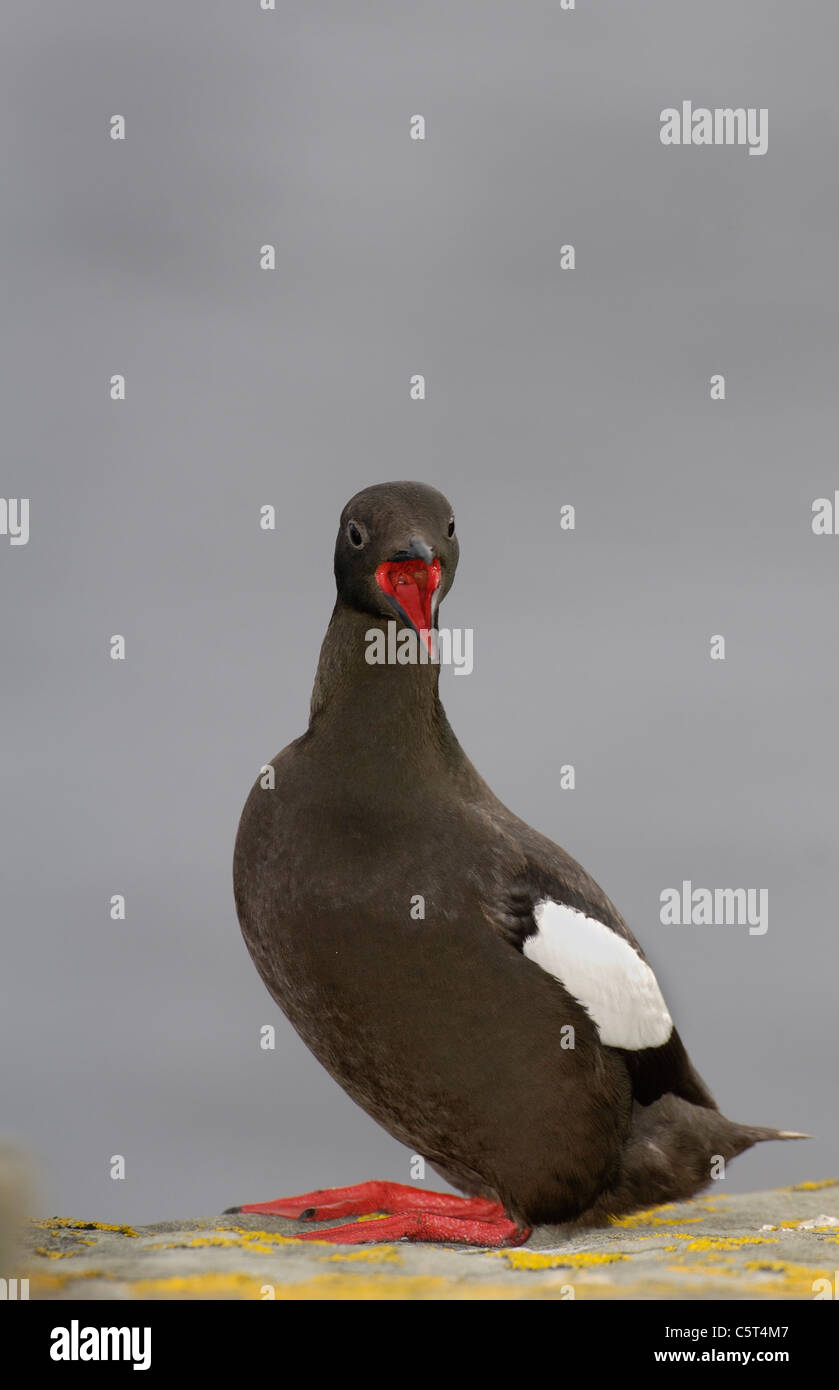 BLACK GUILLEMOT Cepphus Grylle einer Erwachsenen Berufung zu einem nahe gelegenen Erwachsenen zeigt seine roten Mund.  Shetland-Inseln, Schottland, UK Stockfoto