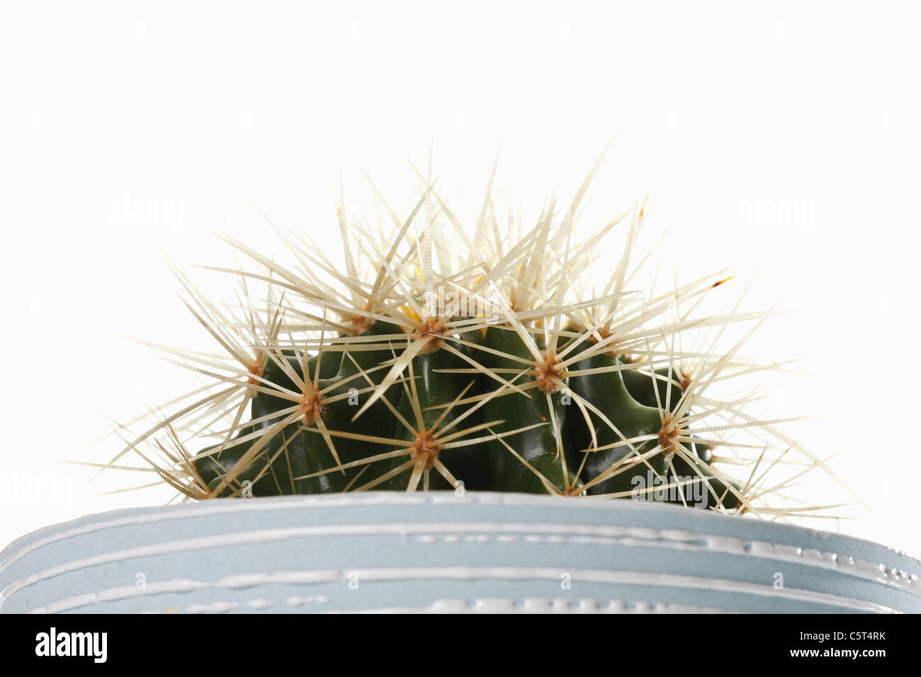 Eingemachte Golden Barrel Cactus (Echinocactus Grusonii), Nahaufnahme Stockfoto