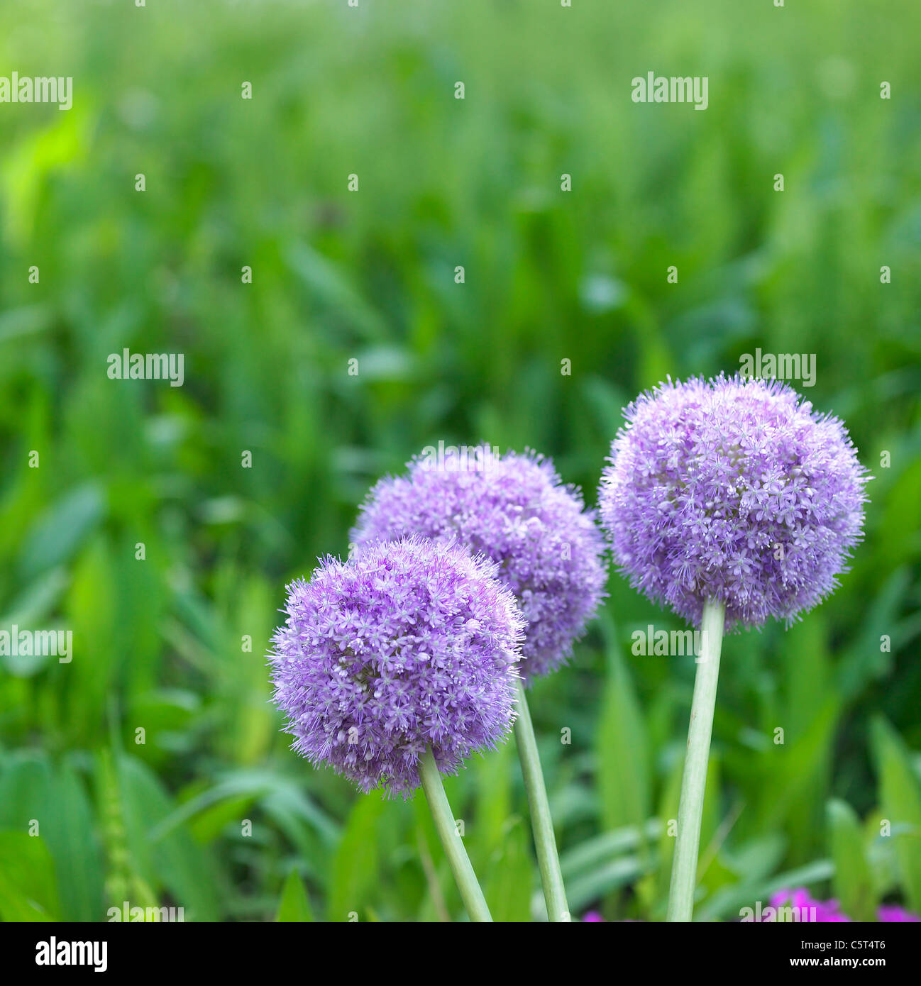 Lila Blüten in der Wiese Stockfoto