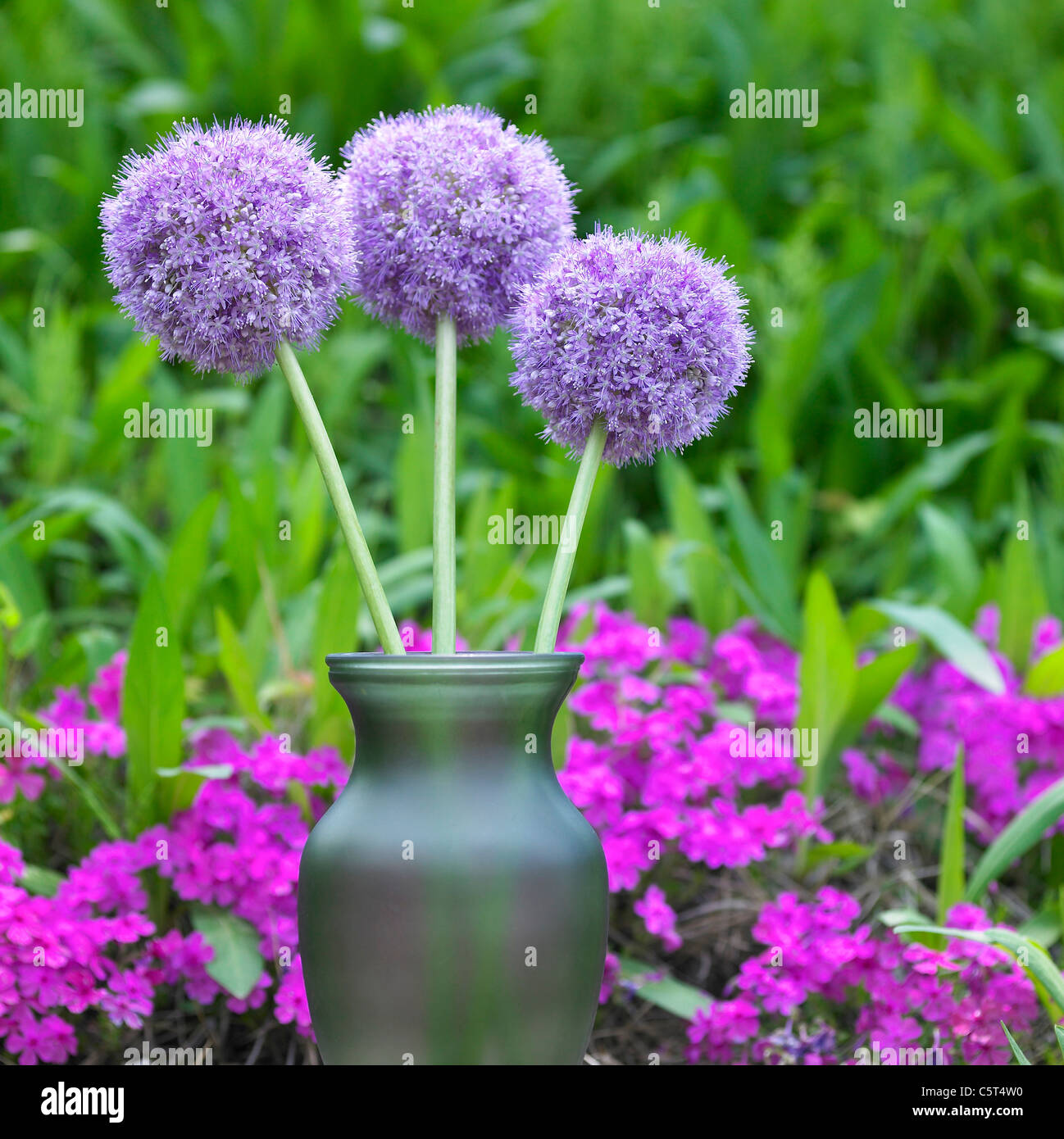 Lila Blumen in einer vase Stockfoto