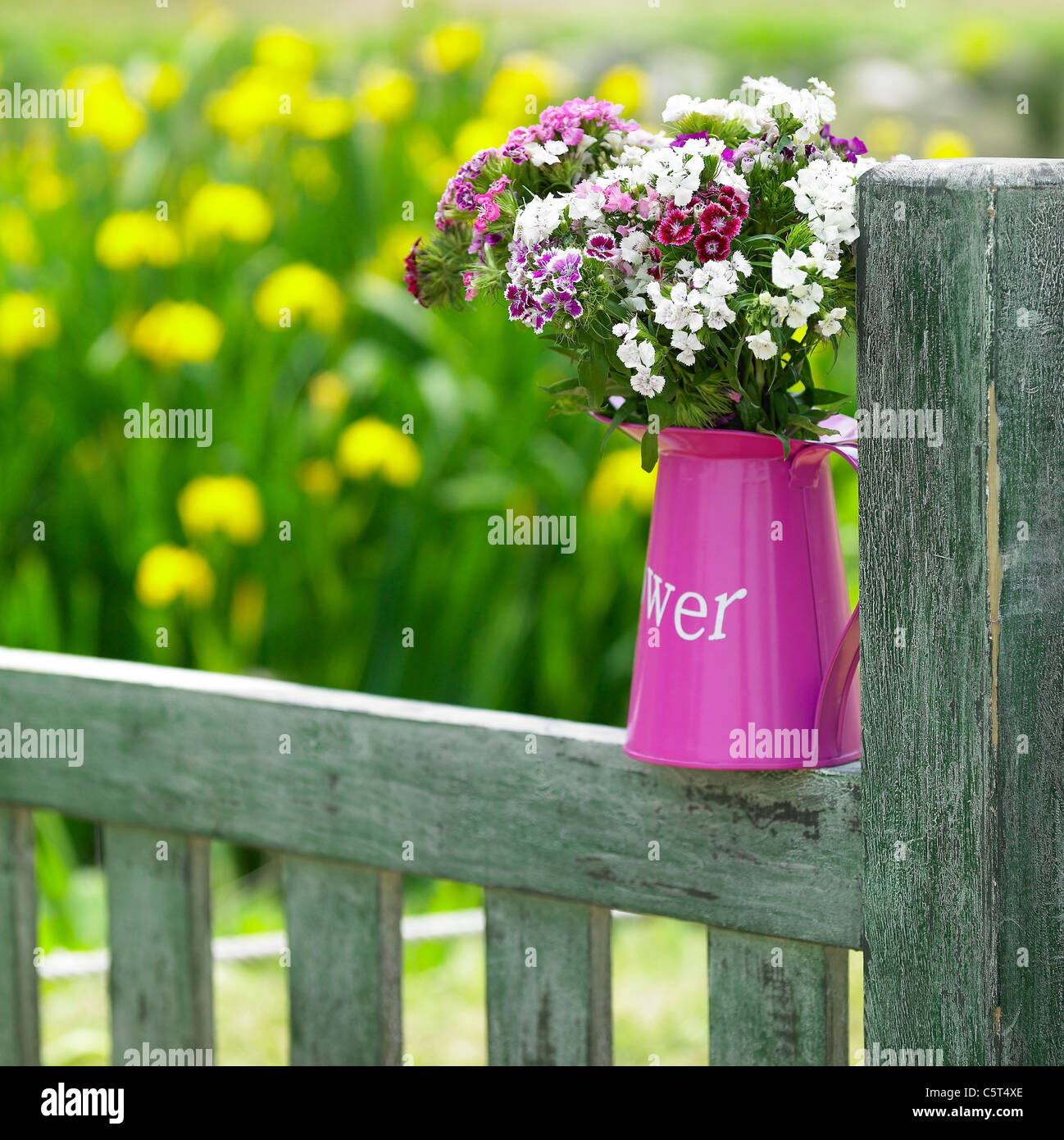 Blumen in den Blumentopf im Garten Stockfoto