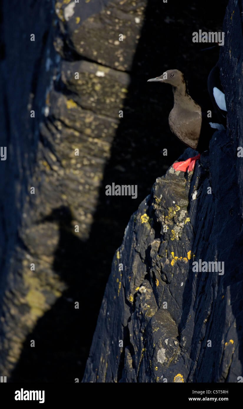 BLACK GUILLEMOT Cepphus Grylle Erwachsener im Abendlicht, seinen Schatten auf den Felsen unten fallen.  Shetland-Inseln, Großbritannien Stockfoto
