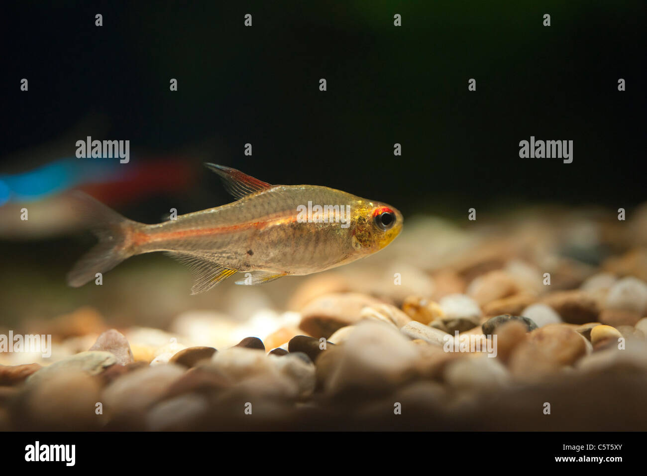 Torchlight Tetra kleine tropische Fische im heimischen Aquarium mit frischem Kies und Tunsgten-Halogen-Beleuchtung Stockfoto