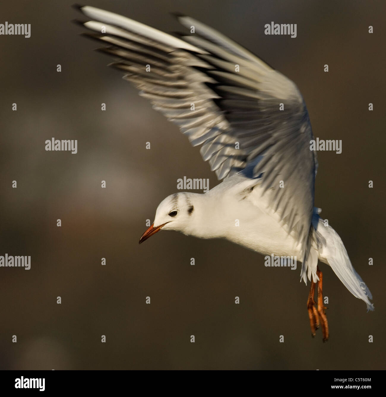 BLACK-HEADED GULL Larus Ridibundus Erwachsener in seiner Winterkleid schwebt über einem See.  Nottinghamshire, UK Stockfoto