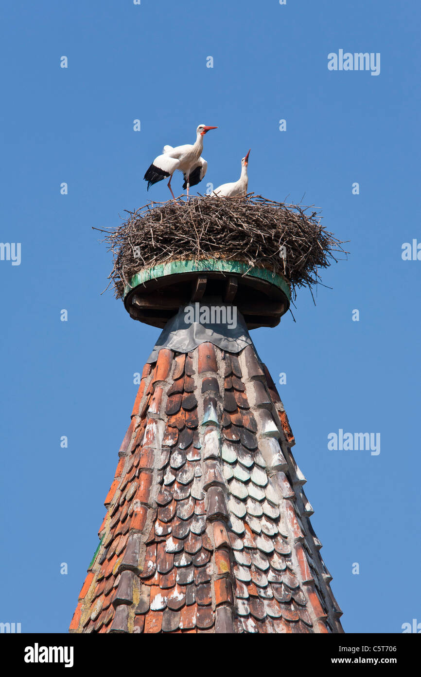 Frankreich, Elsass, Ribeauvillé, Blick auf zwei Weißstörche im Nest auf Türmen Dach Stockfoto