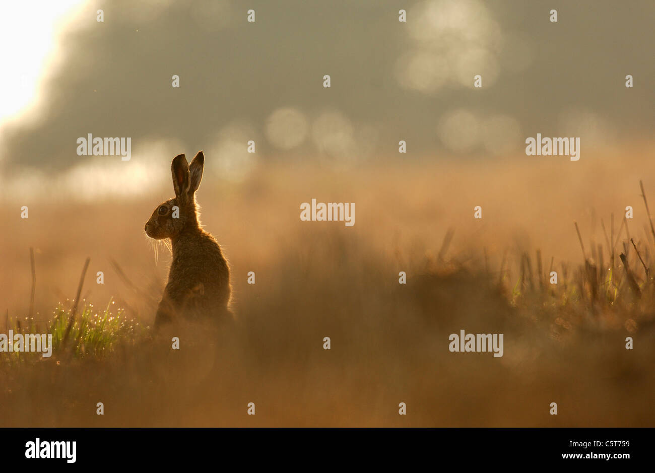 BRAUNER Hase Lepus Europaeus Porträt eines alert Erwachsenen im Morgenlicht. März. Derbyshire, UK Stockfoto