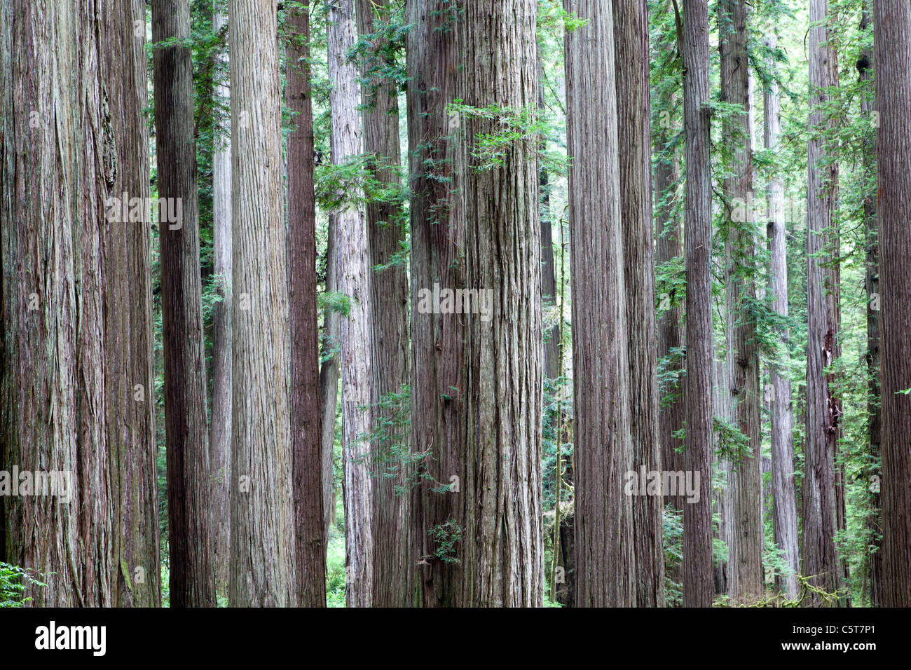Redwood-Bäume auf Boy Scout Tree Trail Kalifornien USA Stockfoto