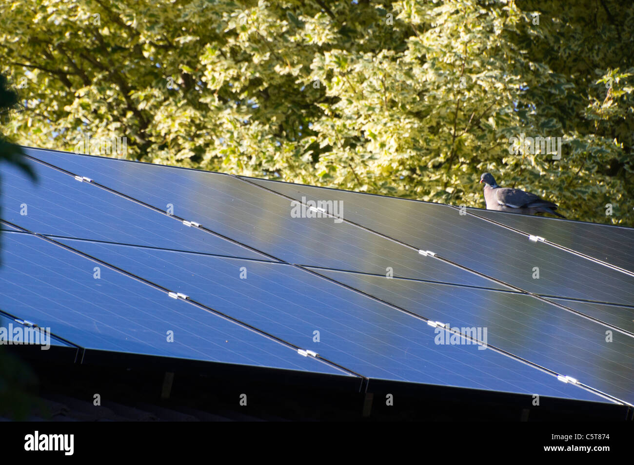 Sonnenkollektoren auf dem Dach eines schottischen Bungalows, Energie ins Stromnetz eingespeist installiert Stockfoto