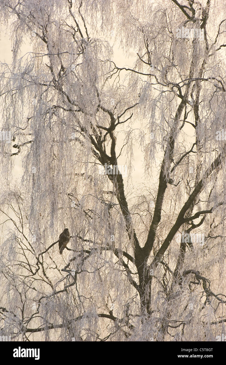 Bussard Buteo Buteo thront ein Erwachsener in Frost bedeckt Bäume. Januar.  Mid Wales, UK Stockfoto