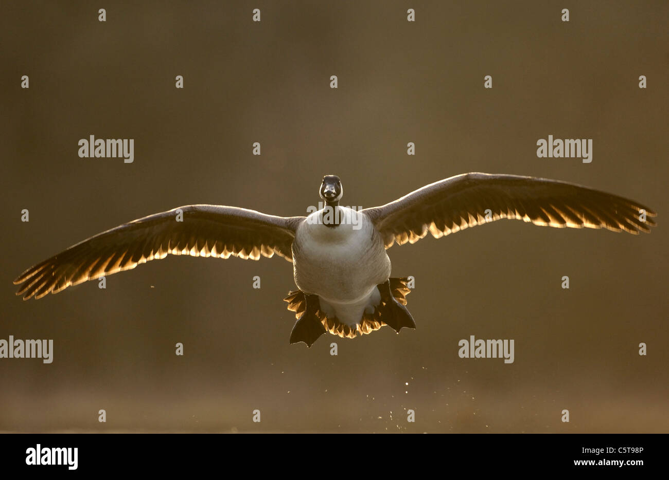 KANADAGANS Branta Canadensis Erwachsener, hinterleuchtete Abendlicht, kommen bei Sonnenuntergang zu landen.  Derbyshire, UK Stockfoto