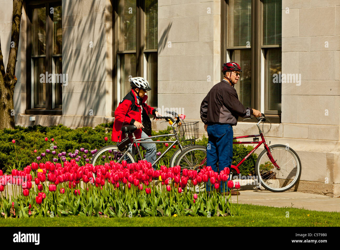 Ein paar Radfahrer und rote Tulpen in Holland, Michigan, USA. Stockfoto