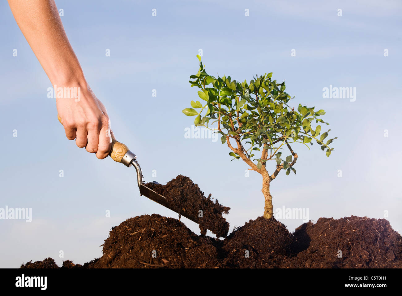 Person Einpflanzen Pistazienbaum im Boden Stockfoto