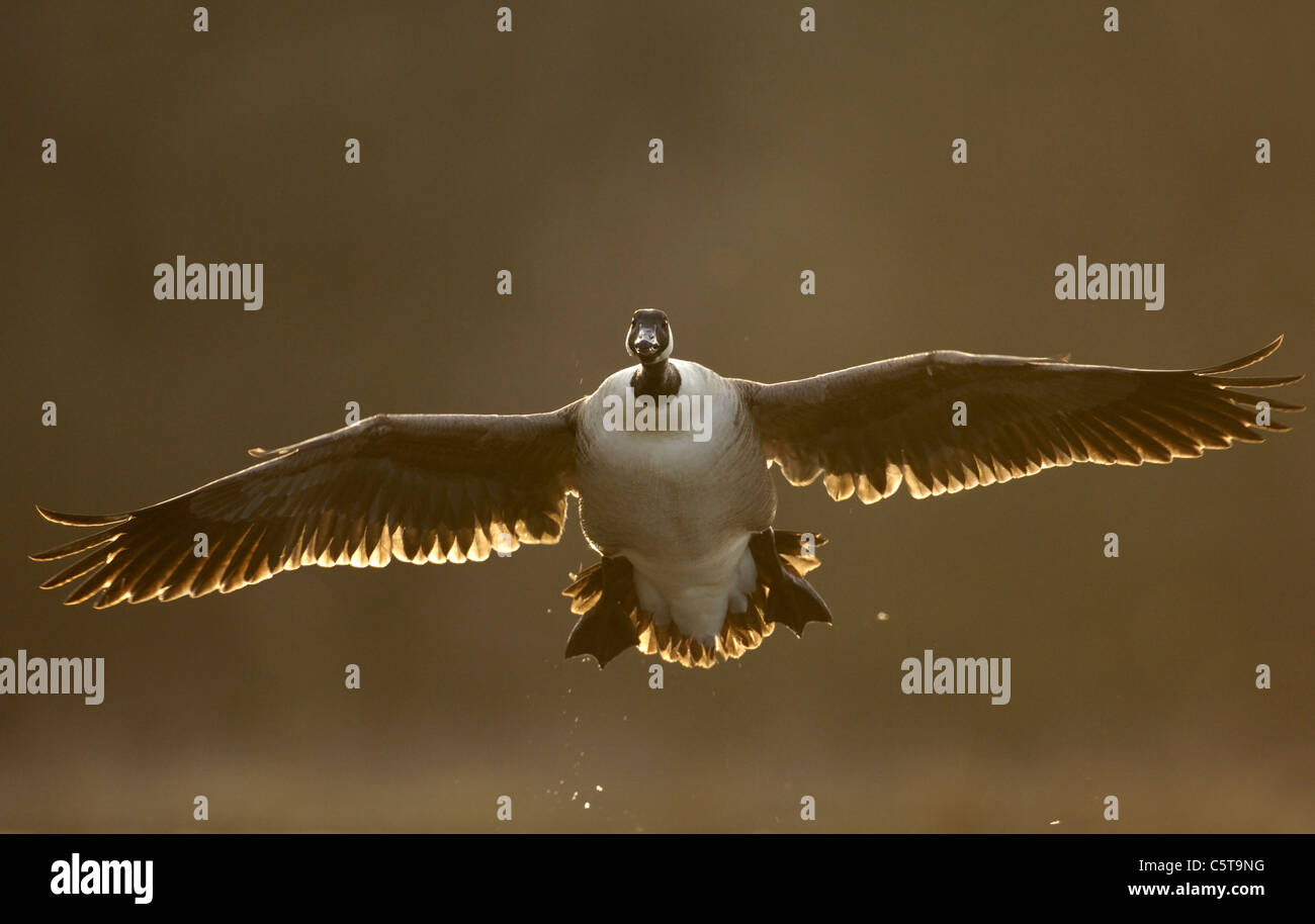 KANADAGANS Branta Canadensis eine Erwachsene kommen bis zur Landung bei Sonnenuntergang.  Derbyshire, UK Stockfoto