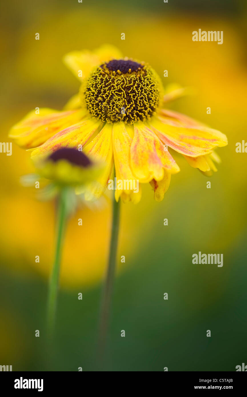 Nahaufnahme Bild des Herbstes Blüte, gelbe Helenium Blüten auch bekannt als Sneezeweed. Stockfoto