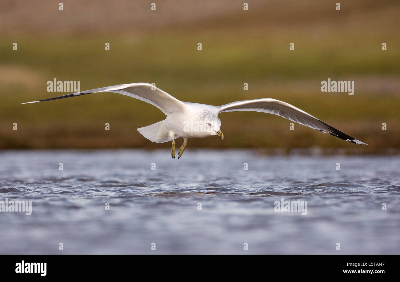 GEMEINSAMEN GULL Larus Canus Erwachsener in seiner Winterkleid hereinkommt, landen auf einer seichten Lagune.  Norfolk, Großbritannien Stockfoto