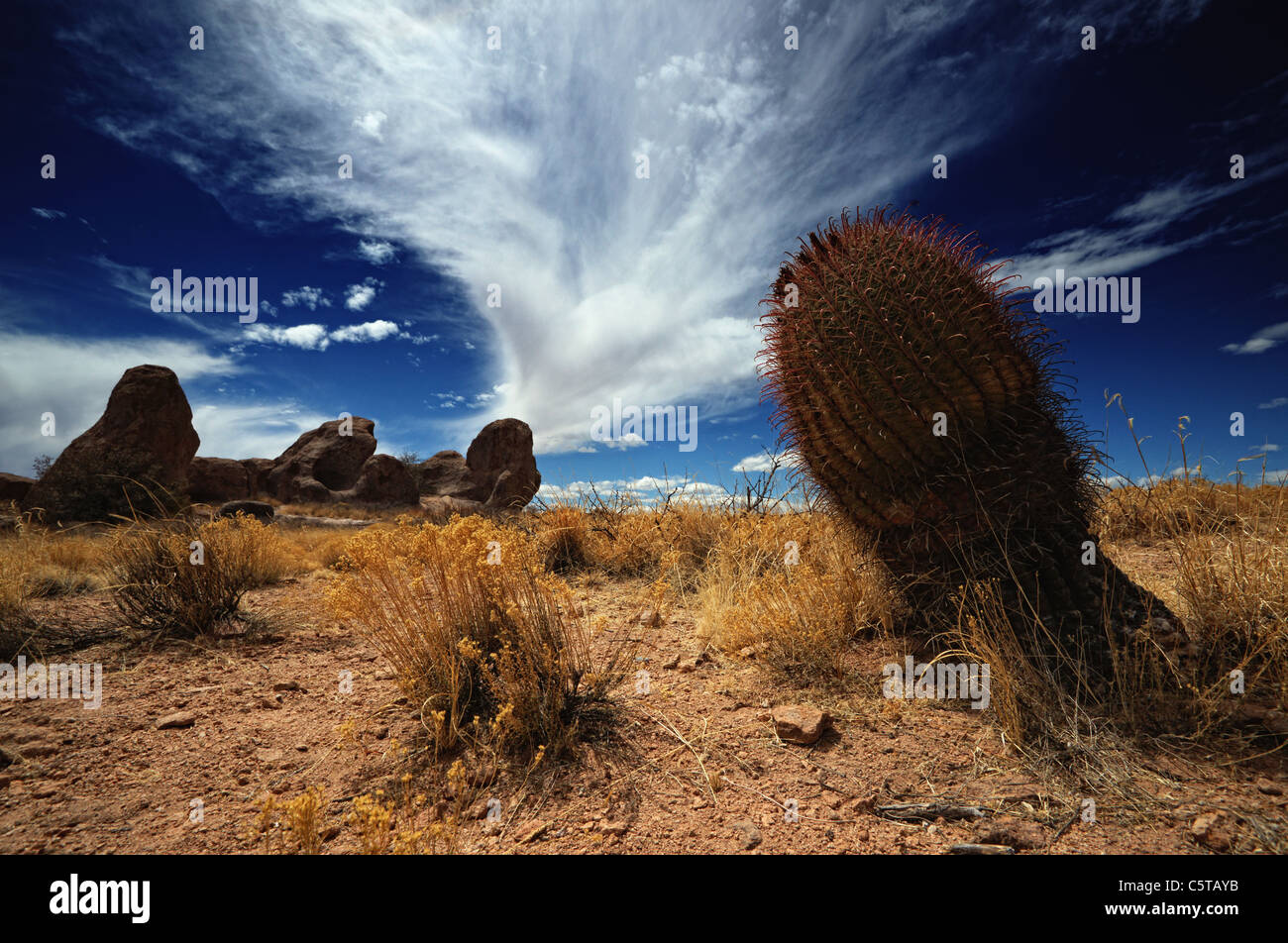 Kaktus in der Stadt der Felsen State Park, Arizona, usa Stockfoto