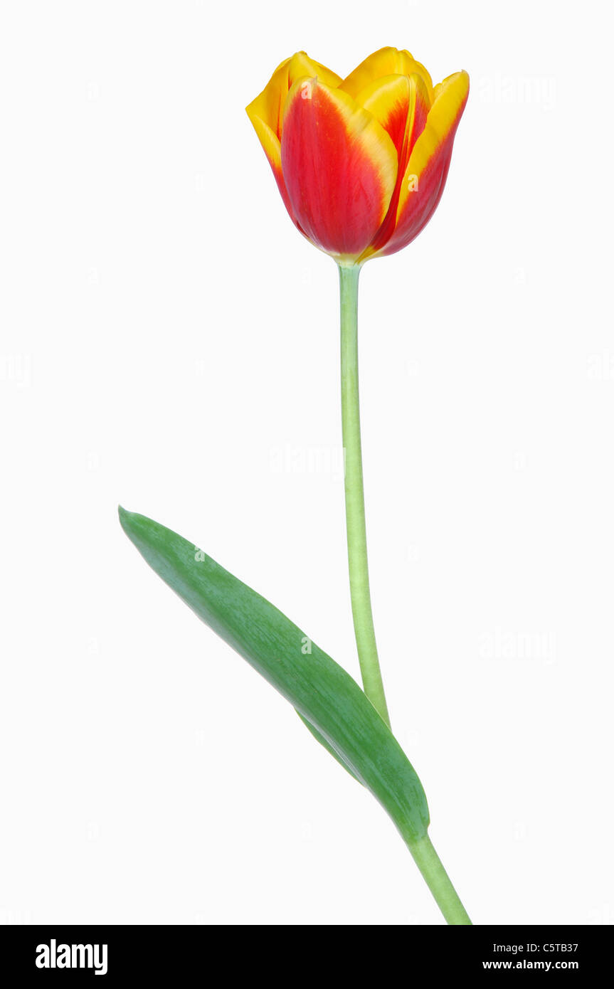 Tulpe (Tulipa spec.), Nahaufnahme Stockfoto