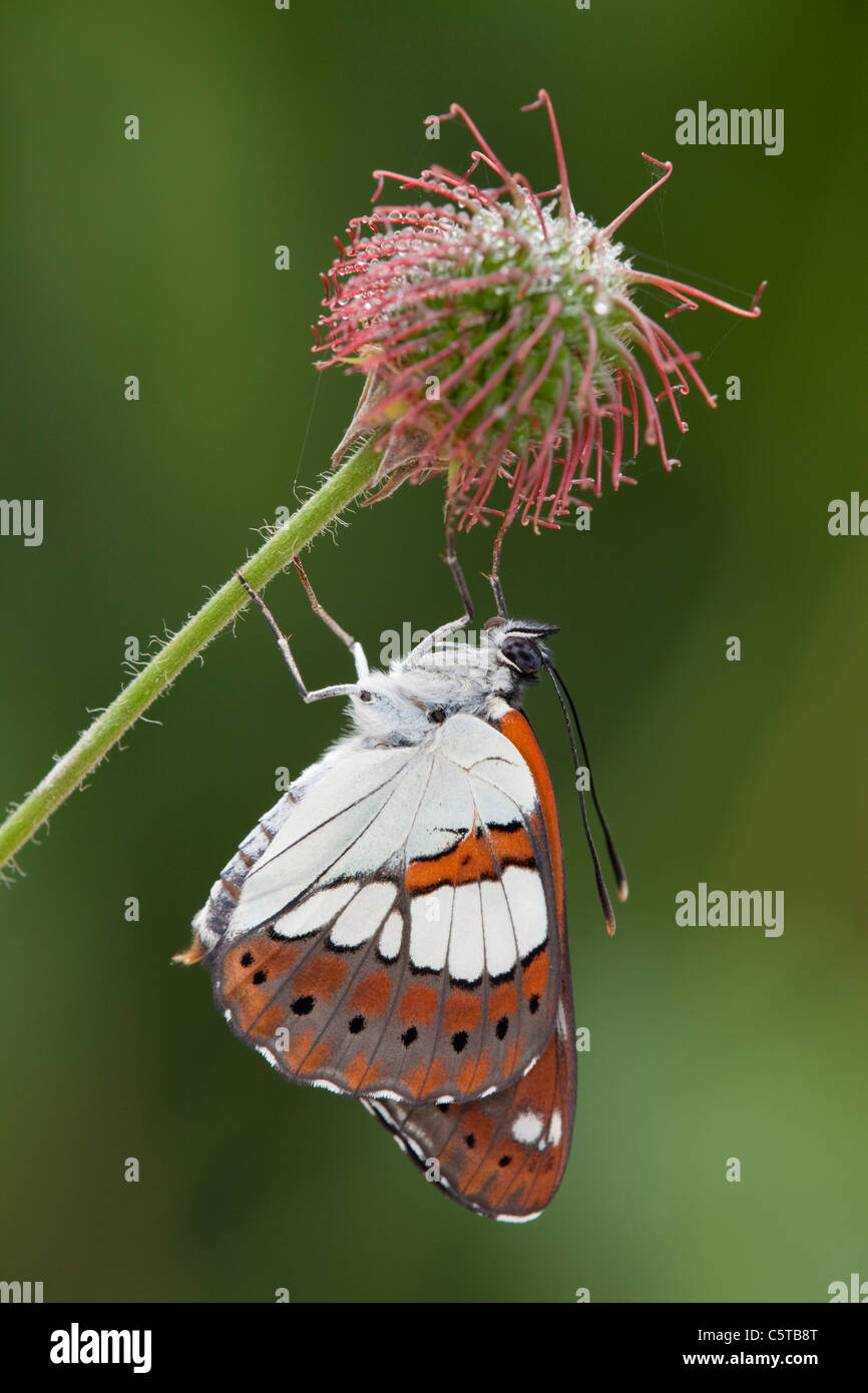 Südlichen weißer Admiral Schmetterling; Limenitis Reducta; in Gefangenschaft Stockfoto
