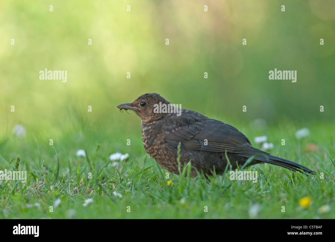 Amsel (Turdus Merula), juvenile auf Wiese im Garten Stockfoto