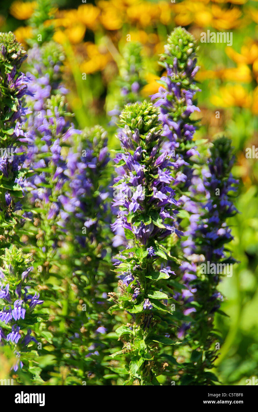 Guensel - Blue Bugle 05 Stockfoto