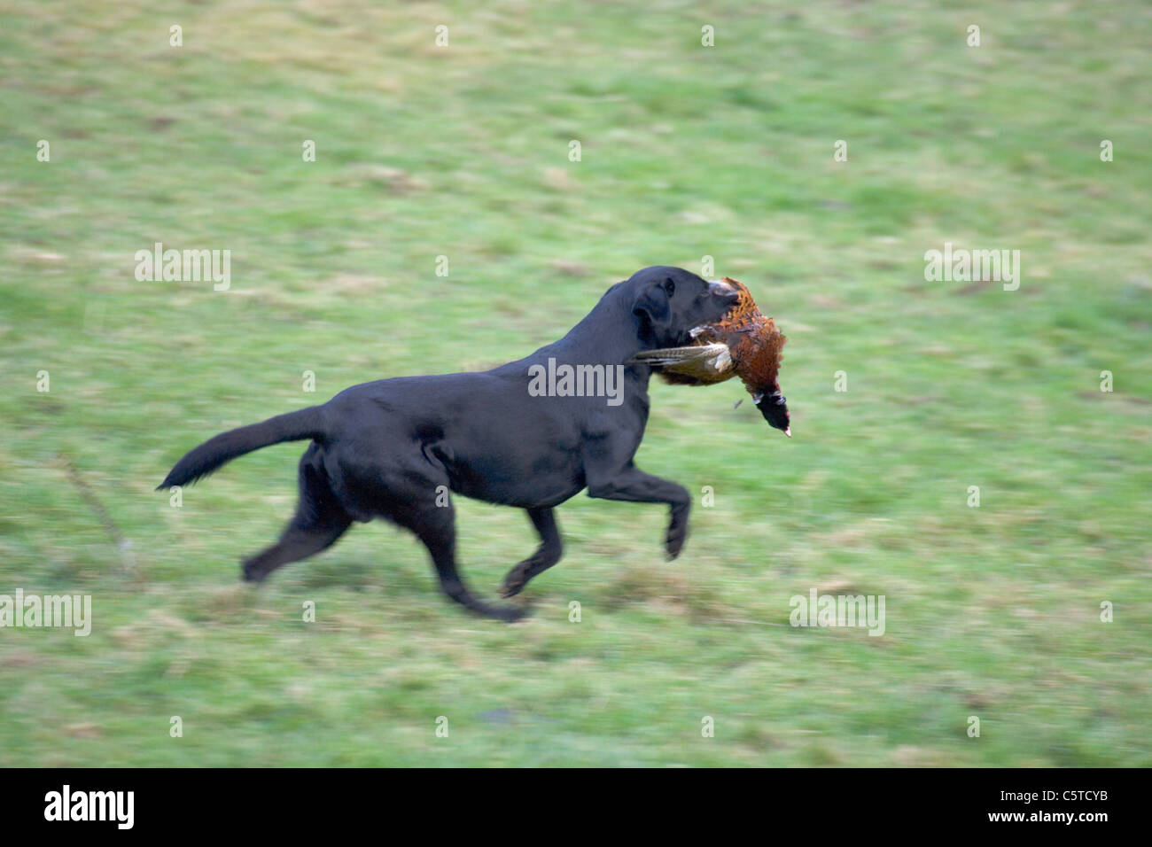 Labrador Jagdhund abrufen erschossen Fasan. Stockfoto